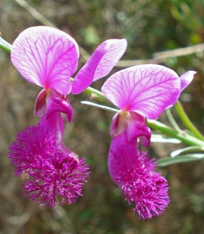 Polygala virgata var. speciosa flower